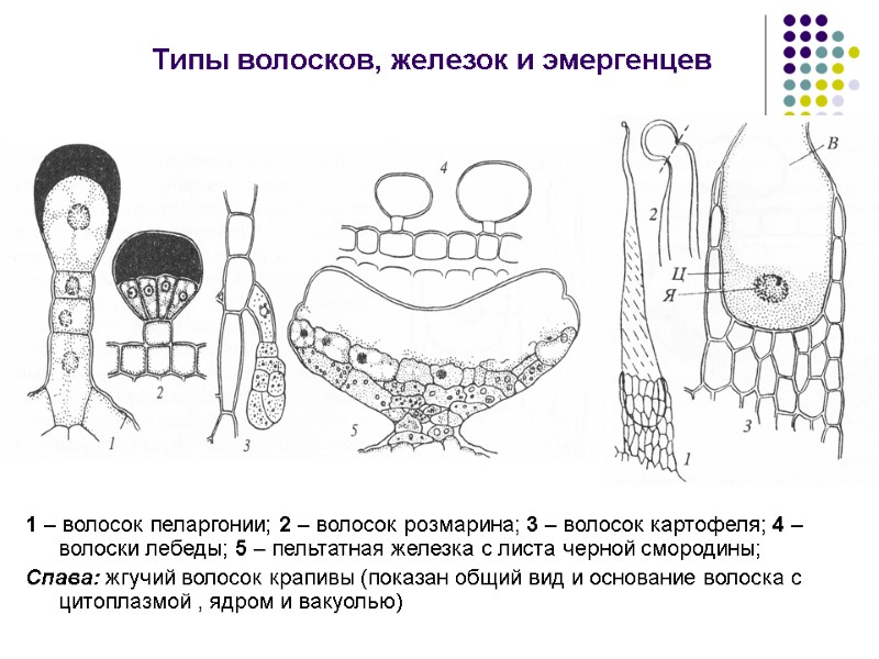 Типы волосков, железок и эмергенцев 1 – волосок пеларгонии; 2 – волосок розмарина; 3